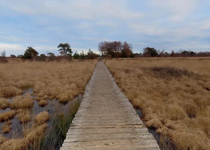 Boshuis Rosanne Holiday home