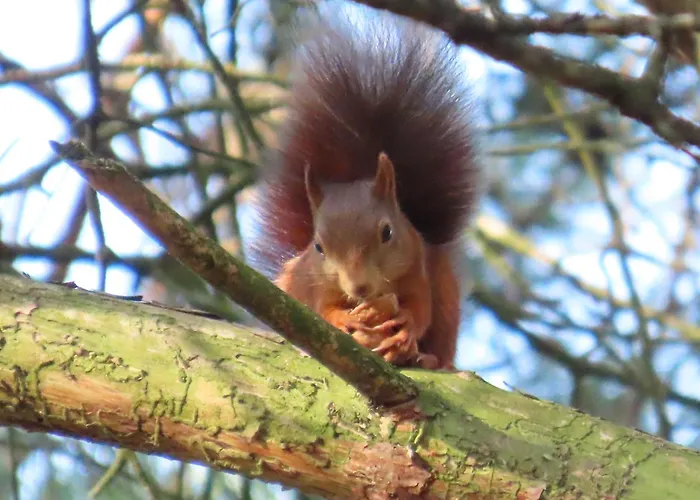 Boshuis Rosanne Holiday home