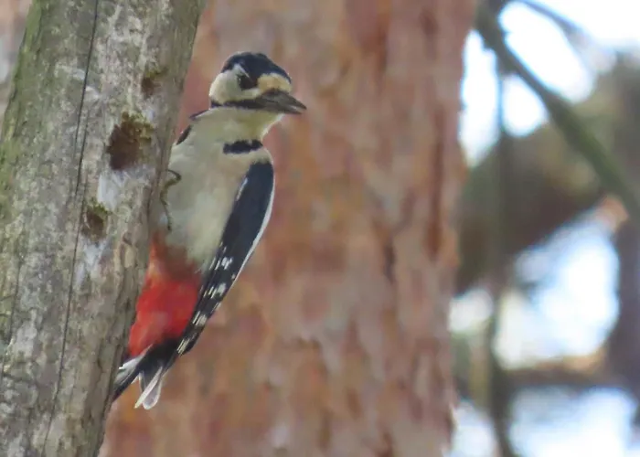 Дом отдыха Boshuis Rosanne