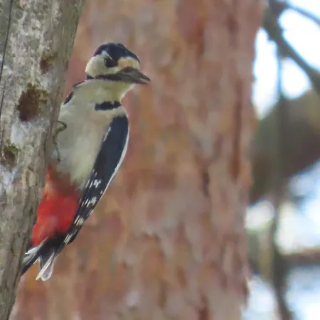 Casa vacanze Boshuis Rosanne